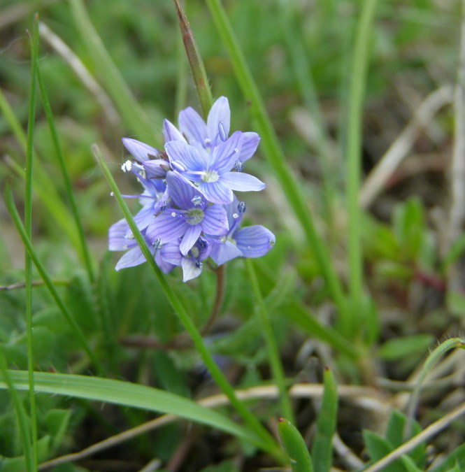 Da pascoli di crinale - Veronica sp. e Triticum cfr. ovatum